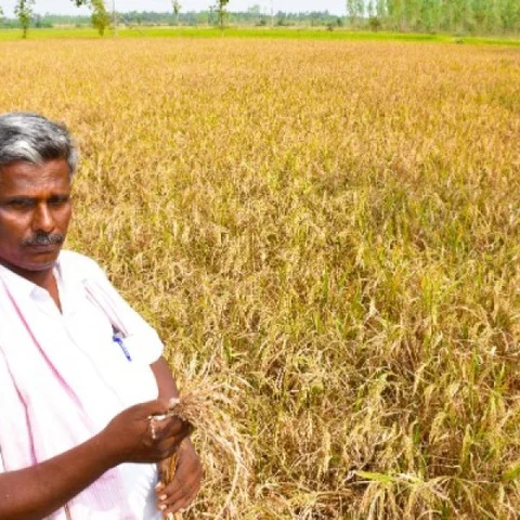 ``அறுவடை செய்யவில்லை... மயில்களுக்காவது உணவாகட்டும்!” -விரக்தியில் புதுக்கோட்டை விவசாயிகள்