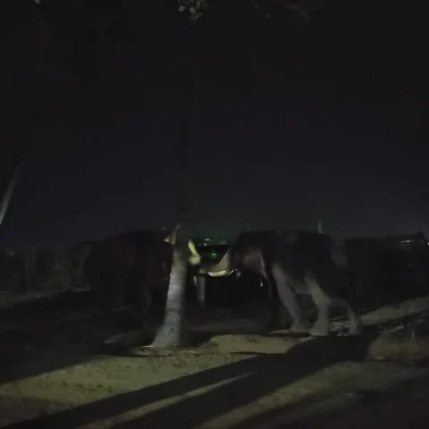 தன்னைப் பிடிக்க வந்த கும்கி யானையுடன் விளையாடும் சின்னத்தம்பி!