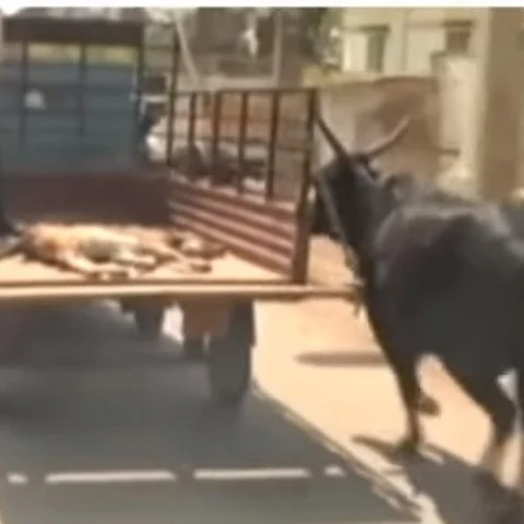 காயம்பட்ட கன்றுக்குட்டி! உருகவைத்த தாய்ப்பசுவின் செயல்