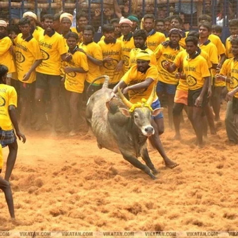 அலகுமலையில் சீறிப்பாயும் காளைகள்! - களைக்கட்டிய ஜல்லிக்கட்டு போட்டி!