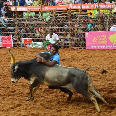 கார், பைக் பரிசு; சீறிய காளைகள் - பால்மேட்டில் களைகட்டிய ஜல்லிக்கட்டு!