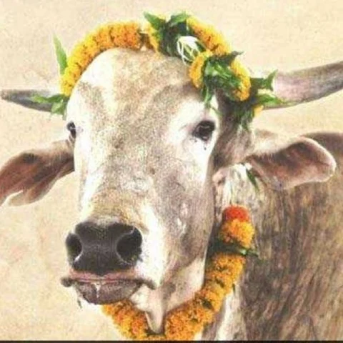 இளவரசருக்குத் திருமணப் பரிசாக 'காளை' - பீட்டாவின் யூனிக் கிஃப்ட்