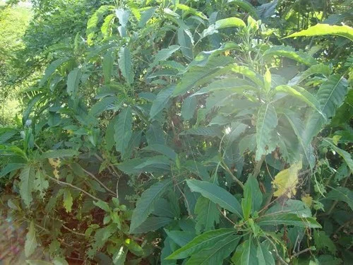 உங்கள் வீட்டில் இருக்கா 15 மூலிகைகள்?