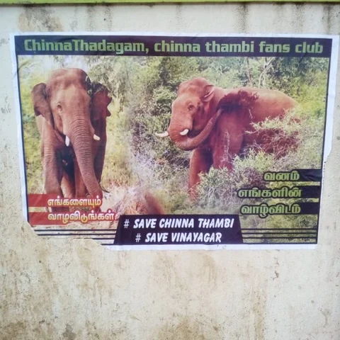 சின்னத்தம்பி யானைக்கு ரசிகர் மன்றம்! - ஆச்சர்யப்பட வைத்த கோவை மக்கள்
