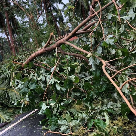 ``யாருமே வரலை; நிவாரணத்தை வெச்சு ஒரு மரத்தைக்கூட அப்புறப்படுத்த முடியாத நிலைமை!" - டெல்டா மக்கள் வேதனை
