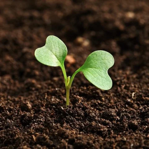 மண்ணுக்கும் மணலுக்கும் வித்தியாசம் தெரியுமா? #WorldSoilDay