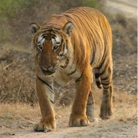 புலிகளின் எண்ணிக்கை இவ்வளவுதான்... இது இந்திய அரசின் கணக்கு!