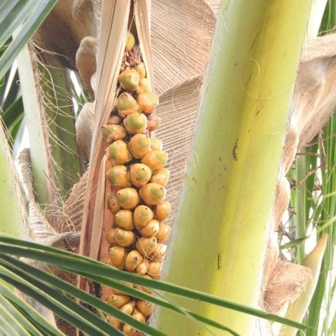 'கொத்துக் கொத்தாகக் காட்சிதரும் தென்னை மரம்' - வியக்கும் ஊர் மக்கள்!