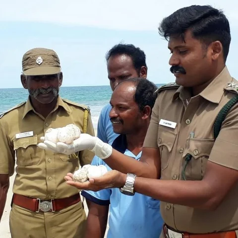 கஜா புயல் தாக்கம்... முட்டையிட வரவில்லையா ஆமைகள்!?