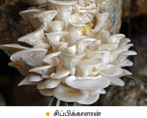 மாதம் ரூ.1,44,000... ‘பலே’ வருமானம் கொடுக்கும் பால்காளான்!