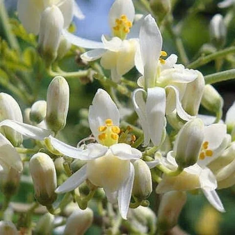 Drumstick flowers – natural ‘Viagra’