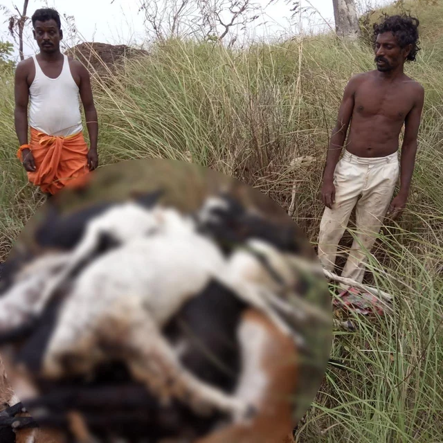 செத்துக்கிடந்த ஆடுகள்; தற்கொலைக்கு முயன்ற உரிமையாளர்! - சோகத்தில் மலைவாழ் மக்கள்