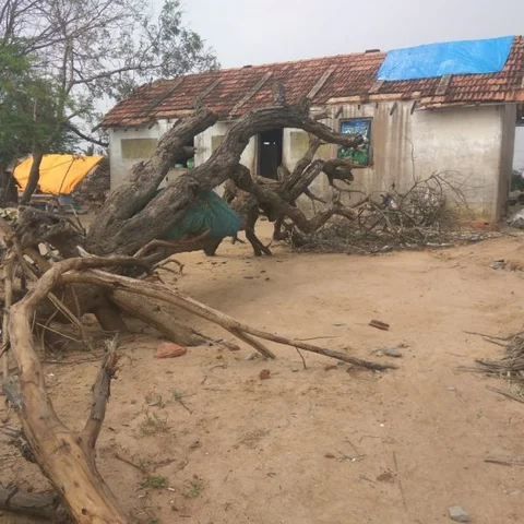 ``நிழலுக்கு கூட இங்க மரங்கள் இல்லப்பா!" - 'கஜா'வால் நிர்க்கதியாகி நிற்கும் மீனவ கிராமங்கள்