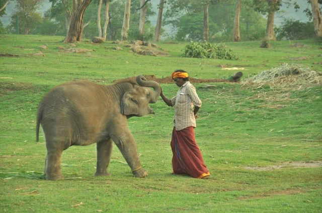 தெப்பக்காடு யானைகள் முகாம் துவங்குவதில் தாமதம் - வனத்துறை அமைச்சர் காரணமா?