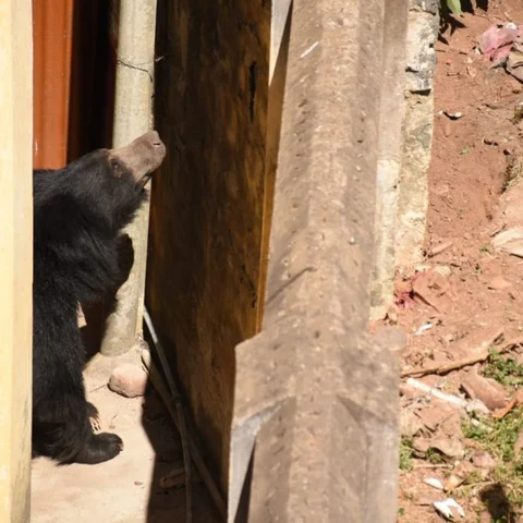 10 மணி நேர போராட்டத்துக்குப் பிறகு சிக்கியது கரடி!- ஊட்டி மக்கள் நிம்மதி