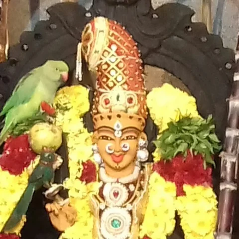 அம்மன் சிலைமீது அமர்ந்த 'கோபக்கார' கிளி! -பாசப் போராட்டம் நடத்தும் உரிமையாளர்