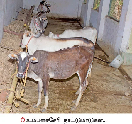 தெம்பான வருமானம் கொடுக்கும் தென்னை...