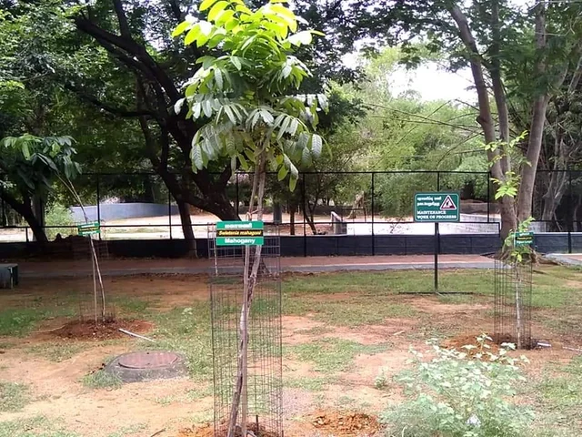 வண்டலூர் பூங்காவில் வெளிநாட்டு மரங்கள்... நாட்டு மரங்களுக்கு ஆபத்தா?!