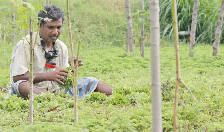 பலே வருமானம் கொடுக்கும் ‘பச்சை’...!