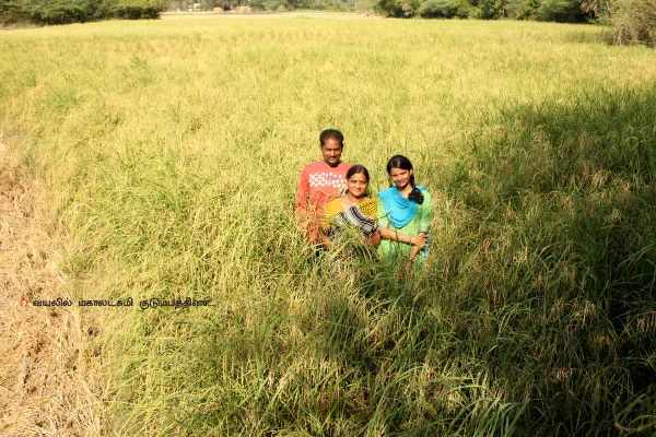 பாடில்லா மகசூல் கொடுக்கும் பாரம்பர்ய ரகம்!