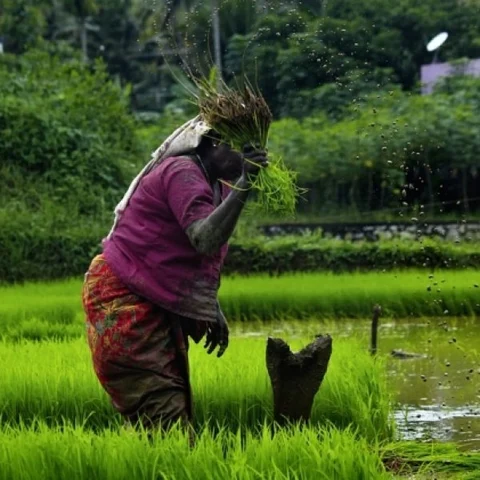 `விவசாயிகளில் யார் யாருக்கு 6,000 ரூபாய்?' - புஸ்வாணமாகிறதா பட்ஜெட் அறிவிப்பு?