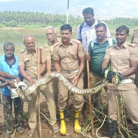 கண்மாய் சீரமைத்துக் கொண்டிருந்த தொழிலாளர்களுக்கு ஷாக் கொடுத்த மலைப்பாம்பு! #Srivilliputhur