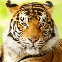 வண்டலூர் பூங்காவில் இருந்து 2 புலிகள் தப்பி ஓட்டம்: பொதுமக்கள் அச்சம்!