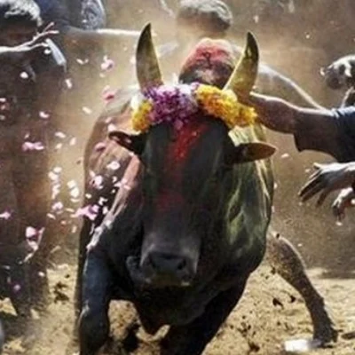 ஜல்லிக்கட்டு வழக்கில் தீர்ப்பு கூறும் நீதிபதிகள் இவர்கள்தான்