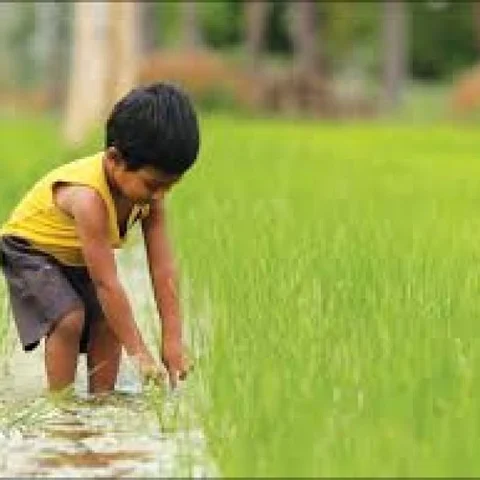 ஆர்கானிக் பொருள்களுக்கு அரசு தரும் சான்றிதழ்... எப்படிப் பெறுவது? #OrganicFarming