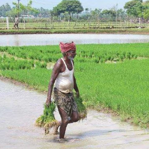 விவசாயிகள் ஊக்கத்தொகை பெற விண்ணப்பிக்க இன்றே கடைசி நாள்!