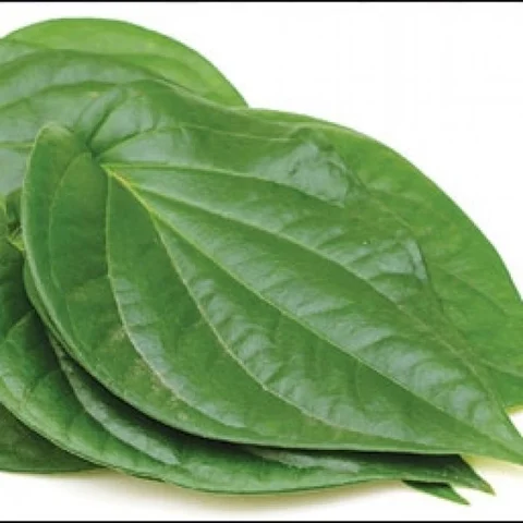 பசி உண்டாக்கும், பால் சுரக்கவைக்கும், நாடி நரம்புகளை உரமாக்கும்... வெற்றிலை!