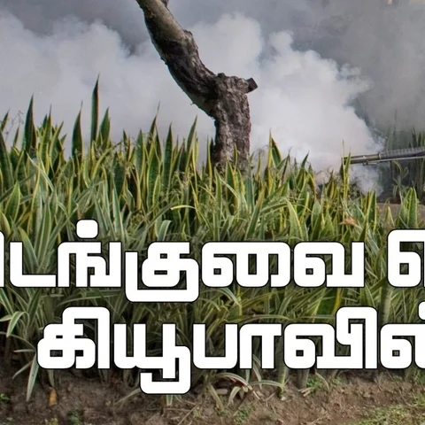 சுகாதாரத்துறை கொசுக்களை விரட்டிய யுக்தி...! - டெங்குவை வென்ற கியூபாவின் கதை - அத்தியாயம்-1