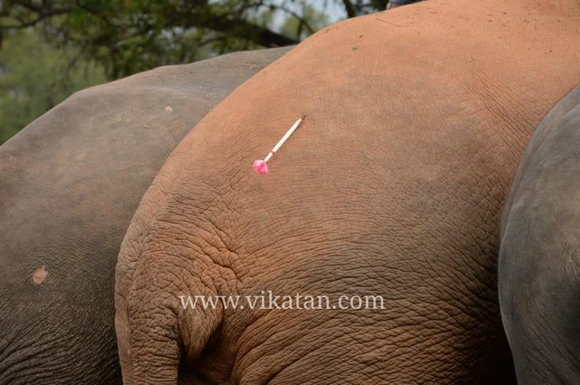 தாயும், குட்டியும் நடத்திய பாச போராட்டம்... சின்னத்தம்பி ஆபரேஷன் ரிப்போர்ட்!