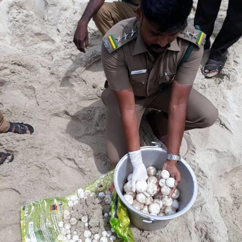தனுஷ்கோடி கடற்கரையில் கண்டெடுக்கப்பட்ட அரியவகை ஆமை முட்டைகள்!