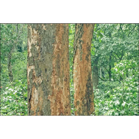 இரும்பு மரம் ‘ஈட்டி’!