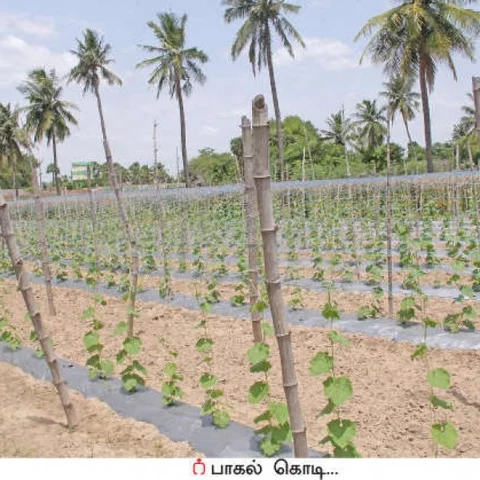 Shared land for different crops will lead to more profits..!