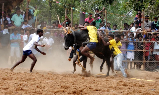 புதுக்கோட்டை அருகே வன்னியன்விடுதி ஜல்லிக்கட்டு - 410 காளைகள் சீறிப்பாய்ந்தன!