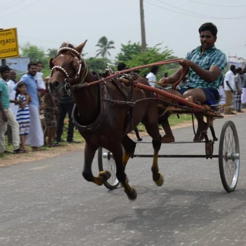 தூத்துக்குயில் நடைபெற்ற வண்டிப் பந்தயம் - சீறிப் பாய்ந்த காளைகள்.. குதிரைகள்..!