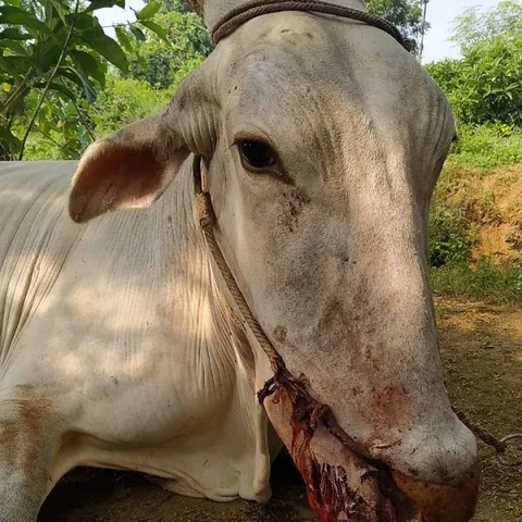`காளையை சுட்டதுக்குப் பதிலா எங்களை சுட்டிருக்கலாம்' - கதறும் பழனியம்மாள்