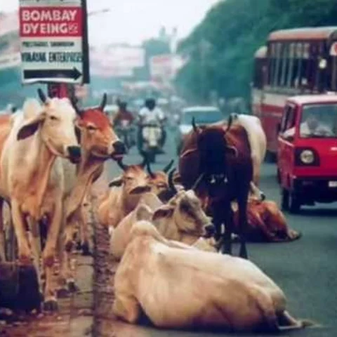 சாலையை மறிக்கும் மாடுகள்... டிரைவருக்கு உதவும் ‘ரியல் டைம் அலர்ட்’!
