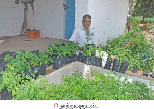 முத்தான வருமானம் கொடுக்கும் முருங்கை!