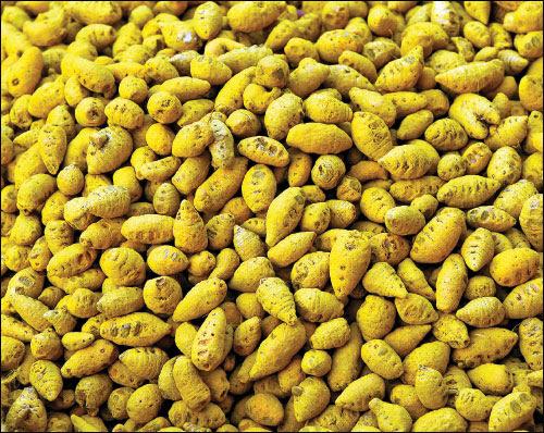 Agri Export for abundant income… Successful strategies! Part 8
