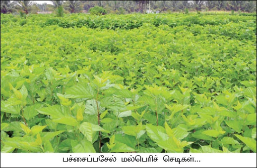 'மல்பெரி பயிரிடுங்கள்... மாத வருமானம் பெற்றிடுங்கள்!’