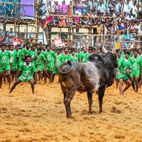 அல்லிநகரம் ஜல்லிக்கட்டு விவகாரம்! - தேனி கலெக்டருக்கு உயர் நீதிமன்ற மதுரைக் கிளை நோட்டீஸ்!
