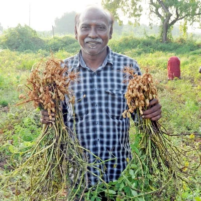 நிச்சய வருமானம் கொடுக்கும் நிலக்கடலை!.