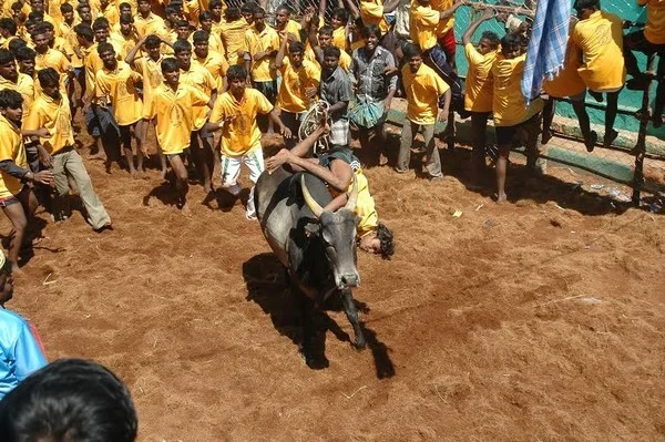 இயற்கை விவசாயத்தை அழிக்கவா ஜல்லிக்கட்டு தடை?
