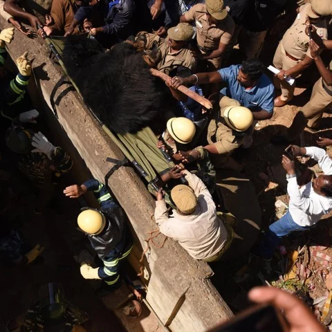 `மயக்க மருந்து வரட்டும்னு காத்திருக்கேன்!’ 10 மணி நேரம் போக்கு காட்டிய ஊட்டி கரடி