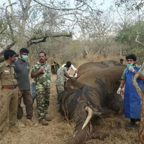 முதுமலை அருகே வனப்பகுதியில் இறந்த நிலையில் ஆண் யானை -வனத்துறையினர் ஆய்வு