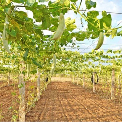 1 acre... 150 days... ₹ 1 Lakh... Snake Gourd is a Nature’s Gift!