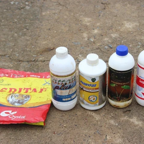 தமிழ்நாட்டில் பருத்தி விவசாயிகளை விட்டுவைக்காத பூச்சிக் கொல்லி மரணங்கள்!